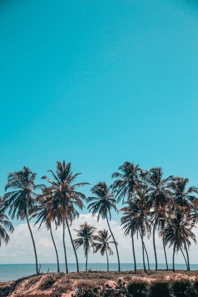 近海棕榈树景观摄影